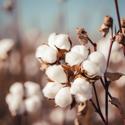A close up of a cotton plant